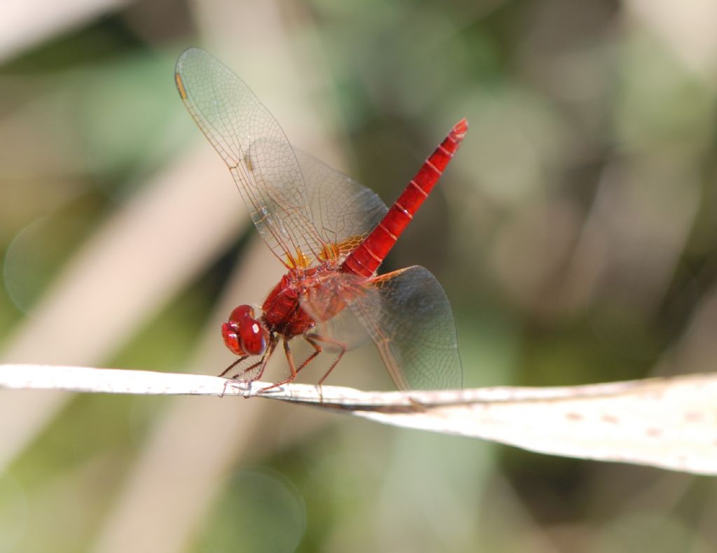 ID prego! Crocothemis erythraea